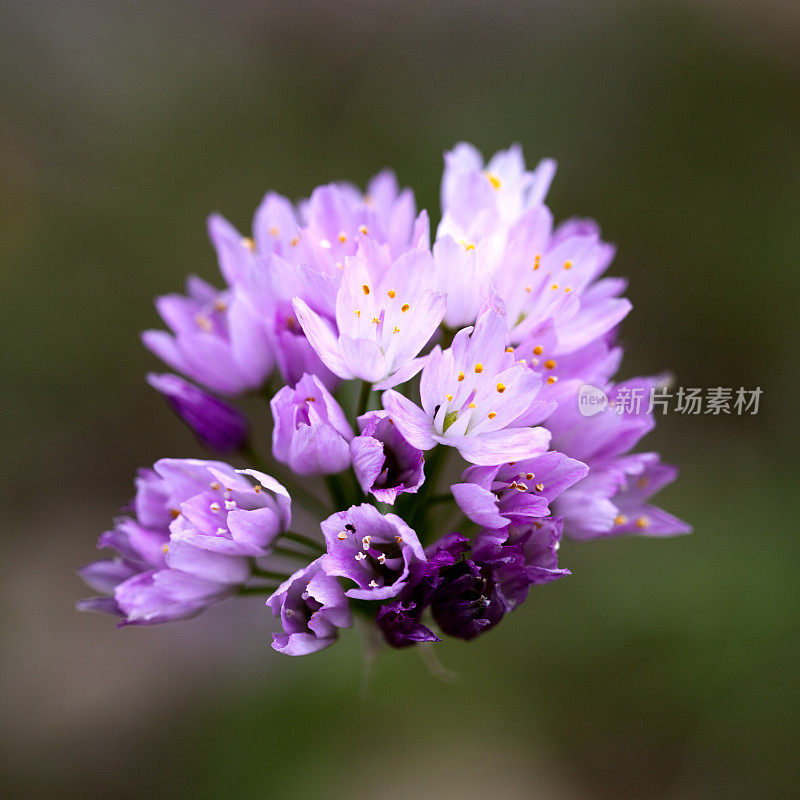 野生花(Allium roseum)，西班牙马略卡岛